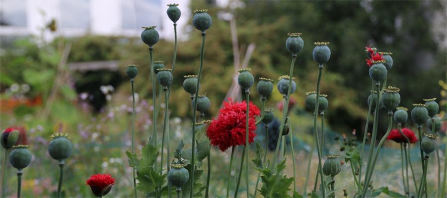 Poppies starting to flower