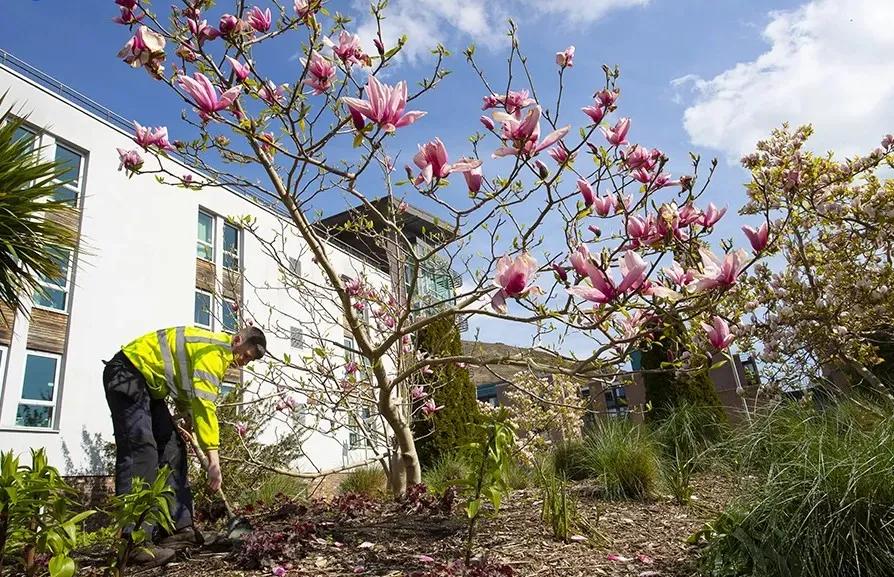 A garden with a gardener and pink flowers